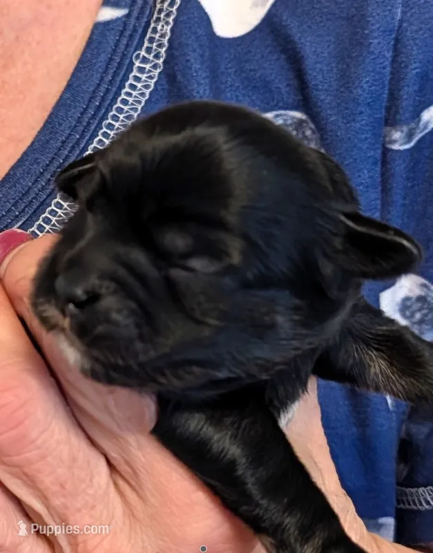 Landon – Lhasa Apso puppy for sale in Fort Worth, TX