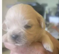 Joey , a male Lhasa Apso for sale in Fort Worth, TX – 3 of 8