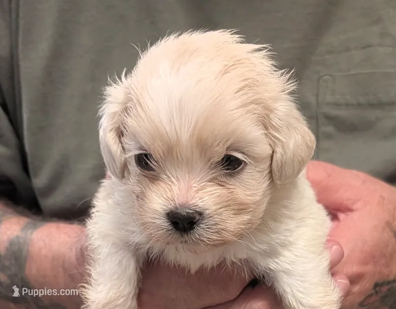 Johnny  – Lhasa Apso puppy for sale in Fort Worth, TX