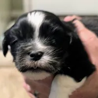 Joy, a female Lhasa Apso for sale in Fort Worth, TX – 3 of 6