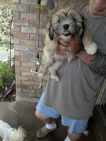 Dino, a male Lhasa Apso for sale in Fort Worth, TX – 6 of 8