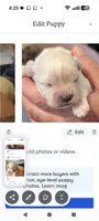 Joey , a male Lhasa Apso for sale in Fort Worth, TX – 8 of 8