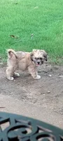 Dino, a male Lhasa Apso for sale in Fort Worth, TX – 2 of 8