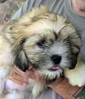 Dino, a male Lhasa Apso for sale in Fort Worth, TX – 4 of 8