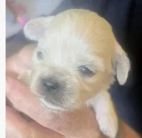 Joey , a male Lhasa Apso for sale in Fort Worth, TX – 2 of 8