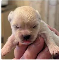 Jenny, a female Lhasa Apso for sale in Fort Worth, TX – 4 of 6
