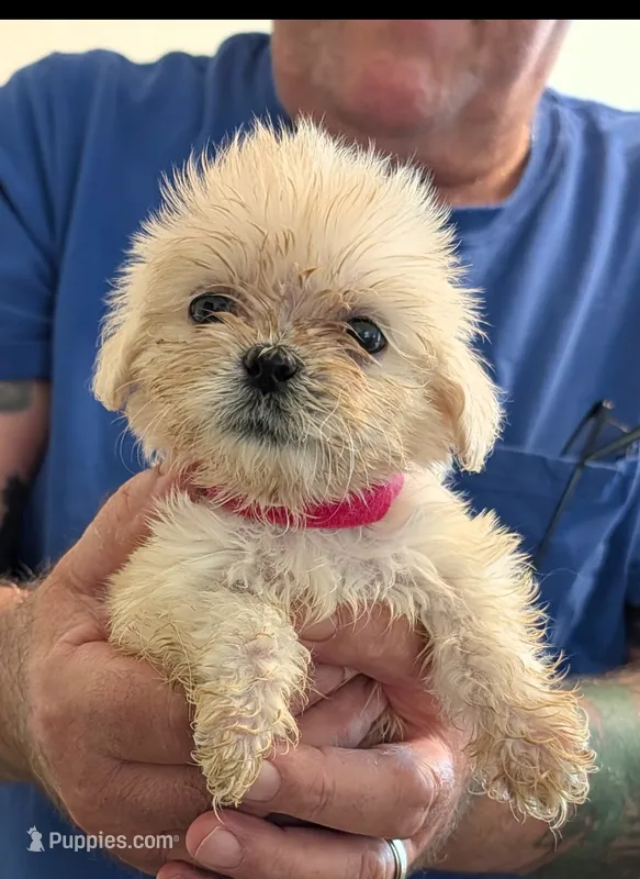 Kimba – Lhasa Apso puppy for sale in Fort Worth, TX