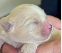 Koda, a female Lhasa Apso for sale in Fort Worth, TX – 5 of 8
