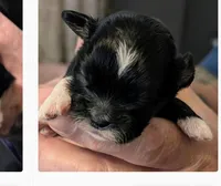 Joy, a female Lhasa Apso for sale in Fort Worth, TX – 6 of 6