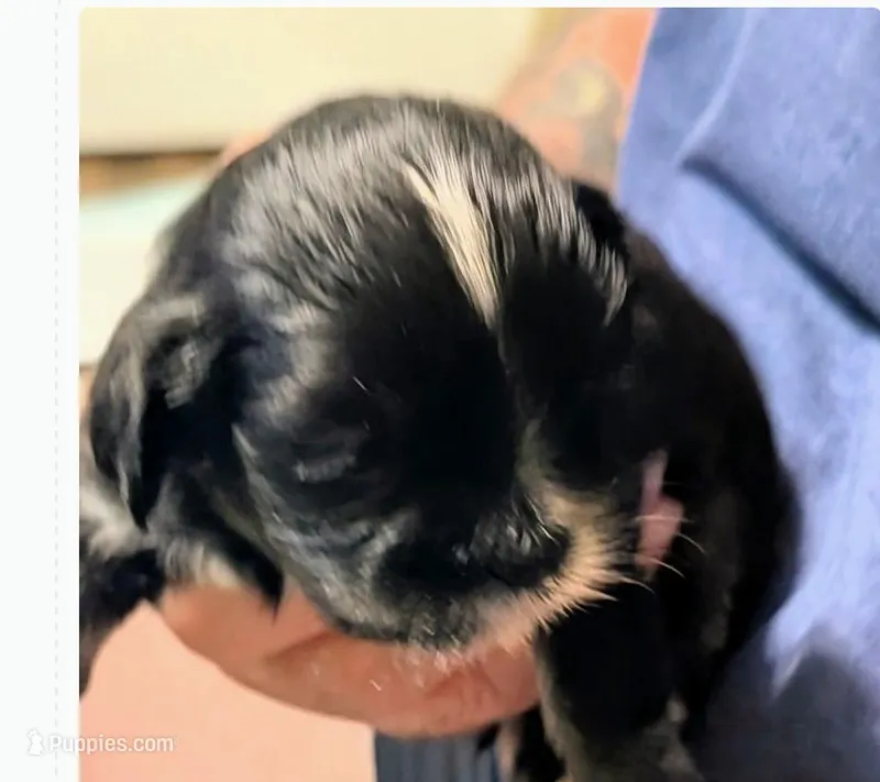 Jasmine – Lhasa Apso puppy for sale in Fort Worth, TX