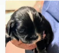 Jasmine, a female Lhasa Apso for sale in Fort Worth, TX – 1 of 1