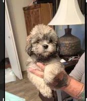 Jade, a female Lhasa Apso for sale in Fort Worth, TX – 5 of 6