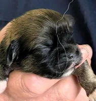 Kip, a male Lhasa Apso for sale in Fort Worth, TX – 4 of 10