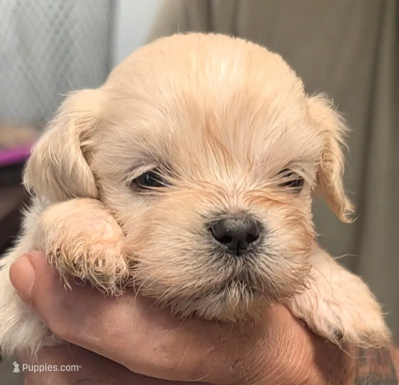 Joey  – Lhasa Apso puppy for sale in Fort Worth, TX