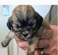 Jade, a female Lhasa Apso for sale in Fort Worth, TX – 7 of 10