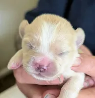 Koda, a female Lhasa Apso for sale in Fort Worth, TX – 3 of 8