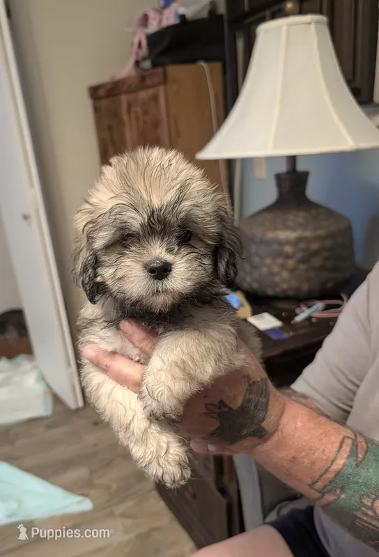 Jade – Lhasa Apso puppy for sale in Fort Worth, TX