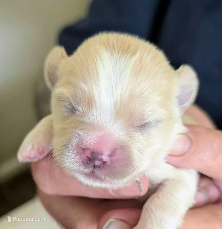 Koda – Lhasa Apso puppy for sale in Fort Worth, TX