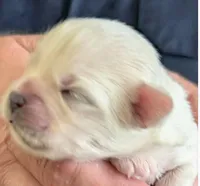 Koda, a female Lhasa Apso for sale in Fort Worth, TX – 4 of 8