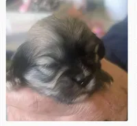 Jade, a female Lhasa Apso for sale in Fort Worth, TX – 5 of 10