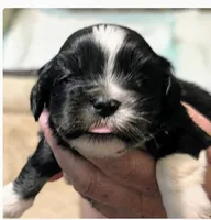 Joy, a female Lhasa Apso for sale in Fort Worth, TX – 4 of 6