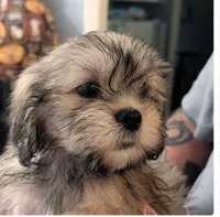 June, a female Lhasa Apso for sale in Fort Worth, TX – 1 of 2