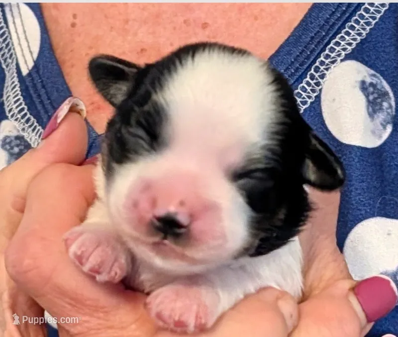 Louis – Lhasa Apso puppy for sale in Fort Worth, TX