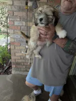 Dino, a male Lhasa Apso for sale in Fort Worth, TX – 8 of 8