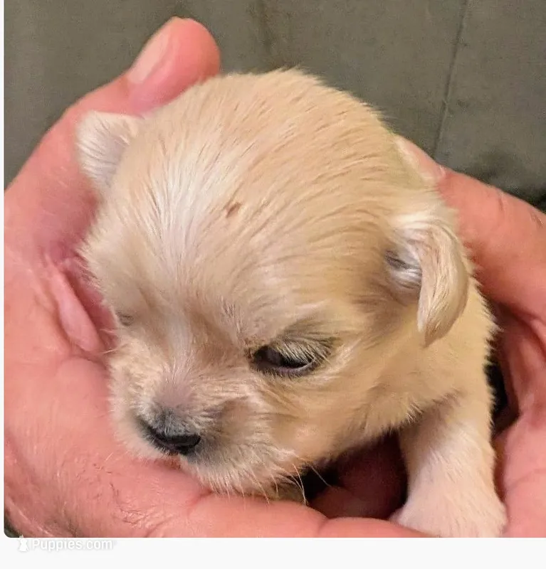 Jenny – Lhasa Apso puppy for sale in Fort Worth, TX
