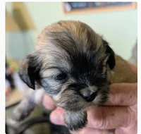 Jade, a female Lhasa Apso for sale in Fort Worth, TX – 4 of 10