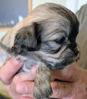 Jade, a female Lhasa Apso for sale in Fort Worth, TX – 6 of 10