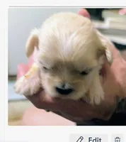 Johnny , a male Lhasa Apso for sale in Fort Worth, TX – 3 of 9