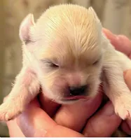 Jenny, a female Lhasa Apso for sale in Fort Worth, TX – 5 of 6