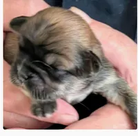 Kissy, a female Lhasa Apso for sale in Fort Worth, TX – 1 of 4