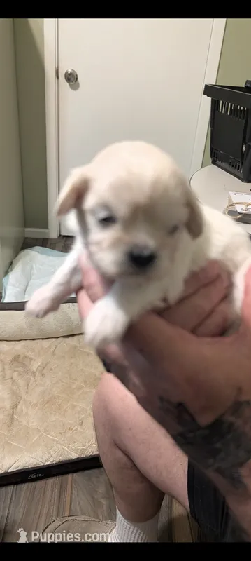 Joey  – Lhasa Apso puppy for sale in Fort Worth, TX