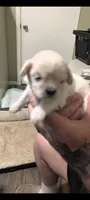 Joey , a male Lhasa Apso for sale in Fort Worth, TX – 1 of 8