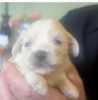 Johnny , a male Lhasa Apso for sale in Fort Worth, TX – 2 of 9