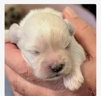 Joey , a male Lhasa Apso for sale in Fort Worth, TX – 4 of 8