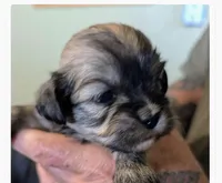 Jade, a female Lhasa Apso for sale in Fort Worth, TX – 2 of 10