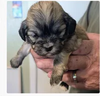 Jade, a female Lhasa Apso for sale in Fort Worth, TX – 3 of 10