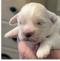 Johnny , a male Lhasa Apso for sale in Fort Worth, TX – 6 of 9