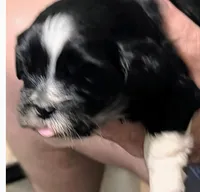 Joy, a female Lhasa Apso for sale in Fort Worth, TX – 2 of 6