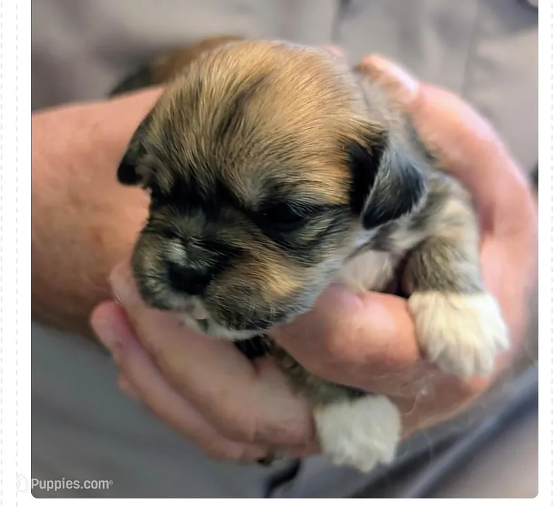 Kissy – Lhasa Apso puppy for sale in Fort Worth, TX