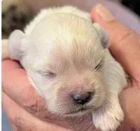Joey , a male Lhasa Apso for sale in Fort Worth, TX – 6 of 8