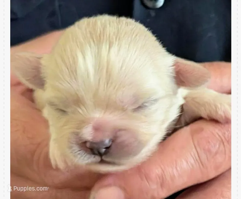 Kimba – Lhasa Apso puppy for sale in Fort Worth, TX