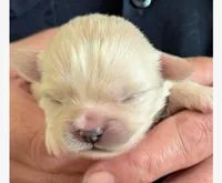Kimba, a female Lhasa Apso for sale in Fort Worth, TX – 5 of 7