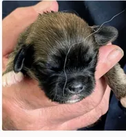 Kip, a male Lhasa Apso for sale in Fort Worth, TX – 5 of 10