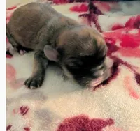 Kissy, a female Lhasa Apso for sale in Fort Worth, TX – 2 of 4