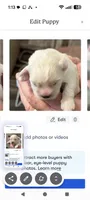 Johnny , a male Lhasa Apso for sale in Fort Worth, TX – 9 of 9