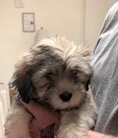 Jade, a female Lhasa Apso for sale in Fort Worth, TX – 2 of 6